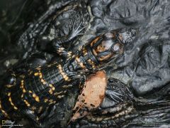 Tapeta National Geographic 430.jpg